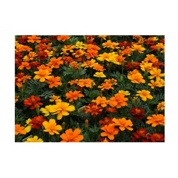 Kings Marigold French Durango Mixed