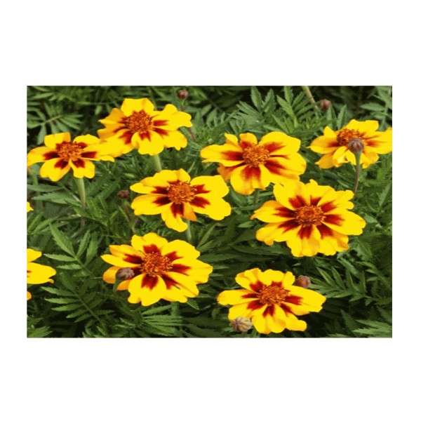 Kings Marigold French Naughty Marietta