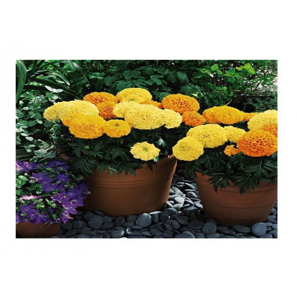 Kings Marigold African Inca Mixed F1