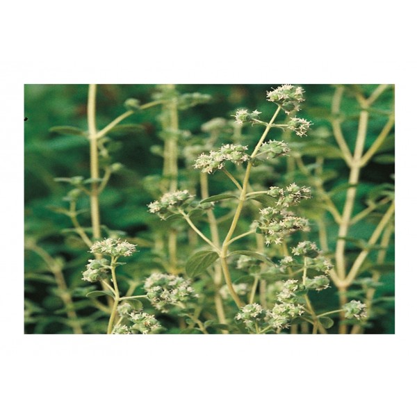 Kings Herb Marjoram Sweet