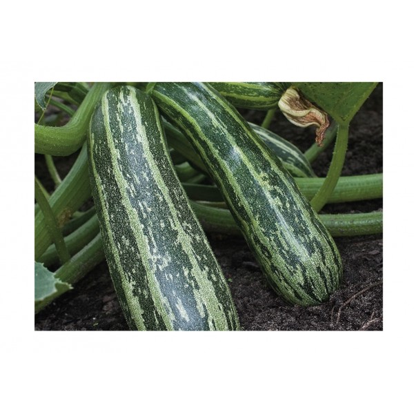 Kings Marrow Tiger Cross