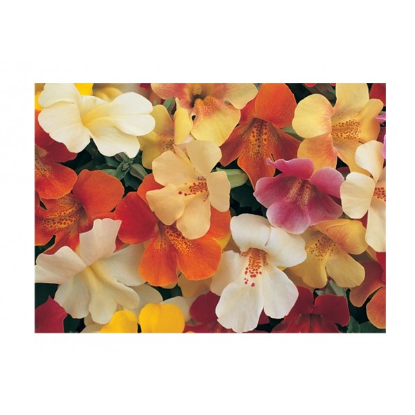 Kings Mimulus Magic Mixed F1