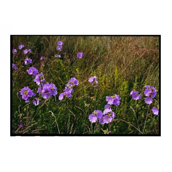 Kings Wild Flower Musk Mallow