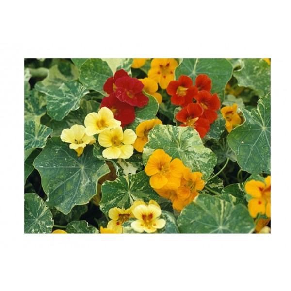 Kings Nasturtium Variegated Queen Mixed