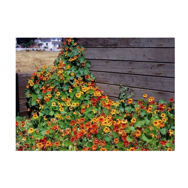 Kings Nasturtium Climbing Mix