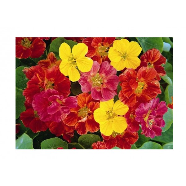 Kings Nasturtium Jewel Mixed