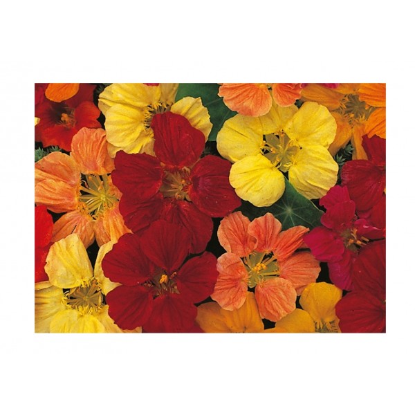 Kings Nasturtium Tom Thumb Mixed