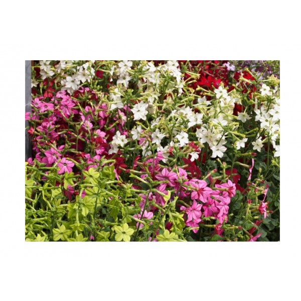 Kings Nicotiana Perfume Mixed F1