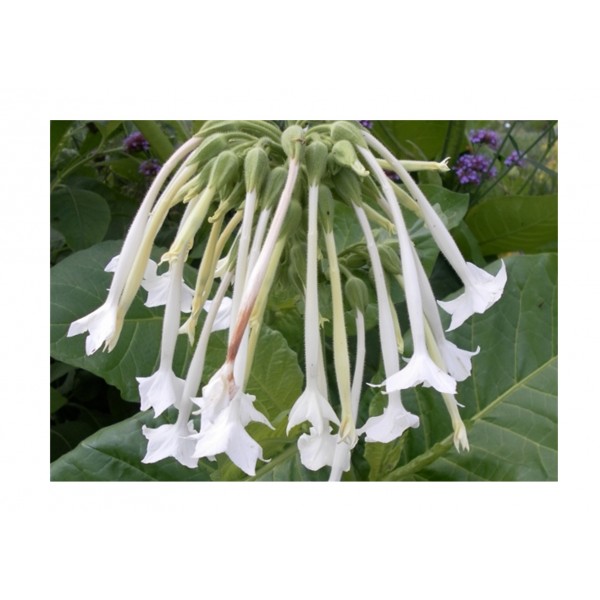 Kings Nicotiana White Trumpets