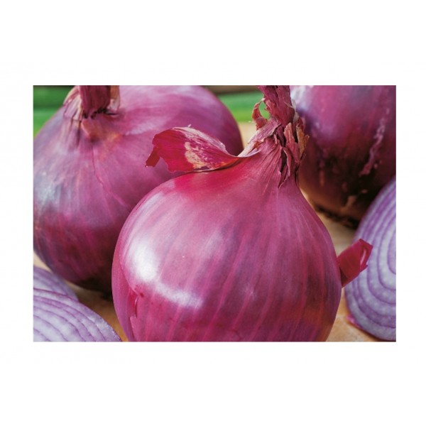 Kings Onion Red Brunswick