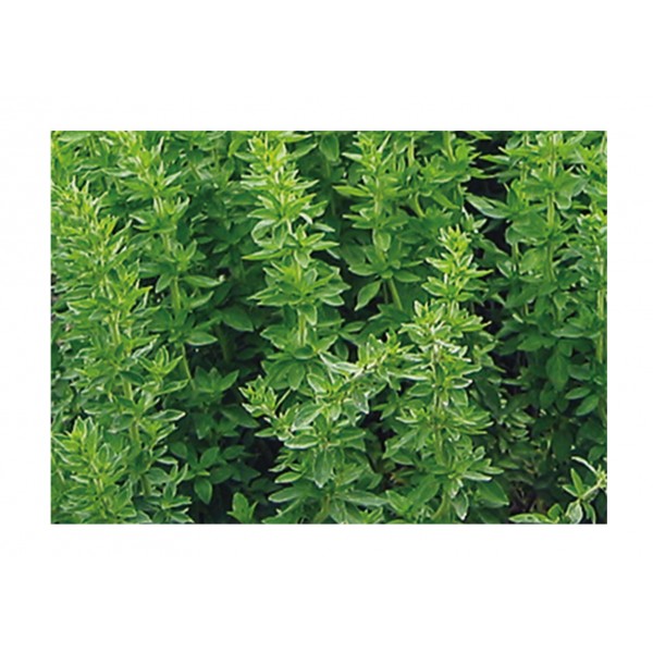 Kings Herb Oregano Greek