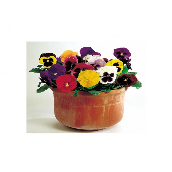 Kings Pansy Large Flower Mix