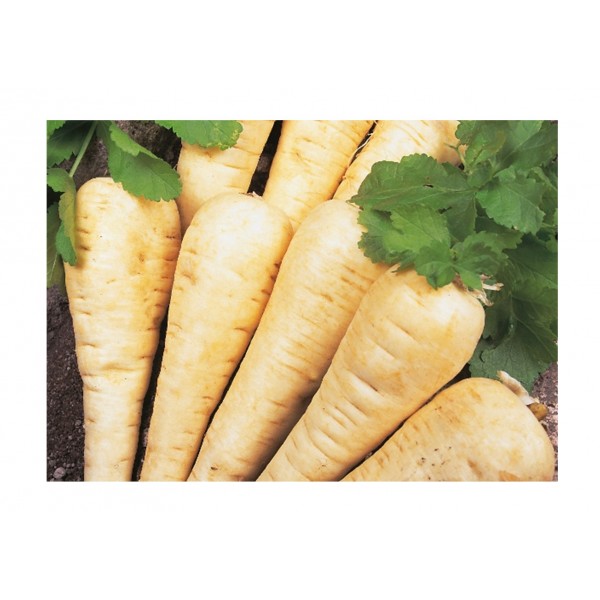 Kings Parsnip Hollow Crown