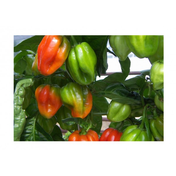 Kings Pepper Chilli  Scotch Bonnet Red