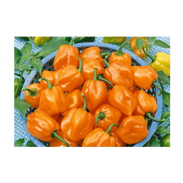 Kings Pepper Chilli  Habanero Orange