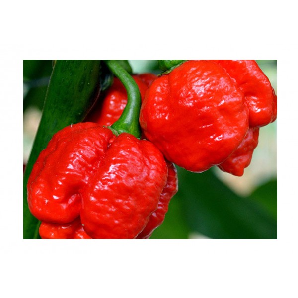 Kings Pepper Chilli Moruga Red