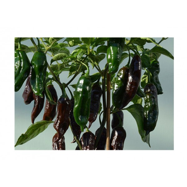 Kings Pepper Chilli Machu Pichu