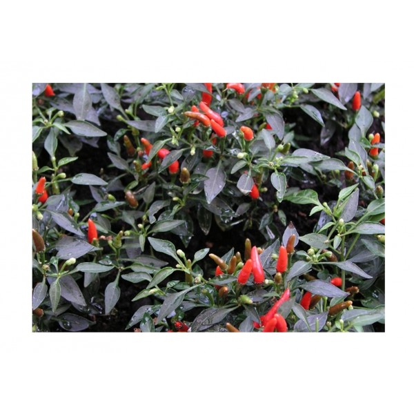 Kings Pepper Chilli  Demon Red