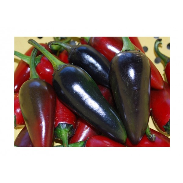 Kings Pepper Chilli  Hungarian Black