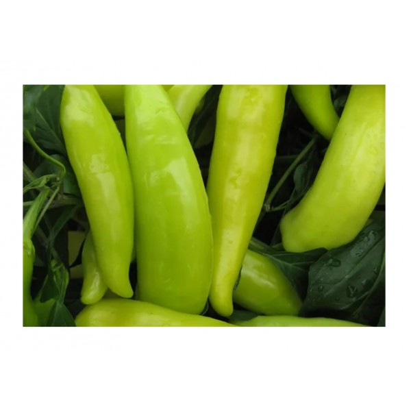 Kings Pepper Chilli Hungarian Hot Wax