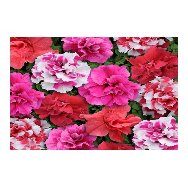 Kings Petunia Bonanza Mixed F1