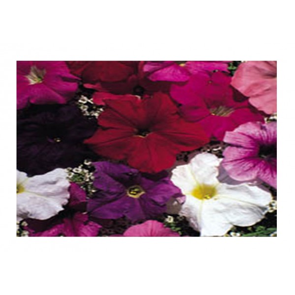 Kings Petunia Carnival Mixed F2