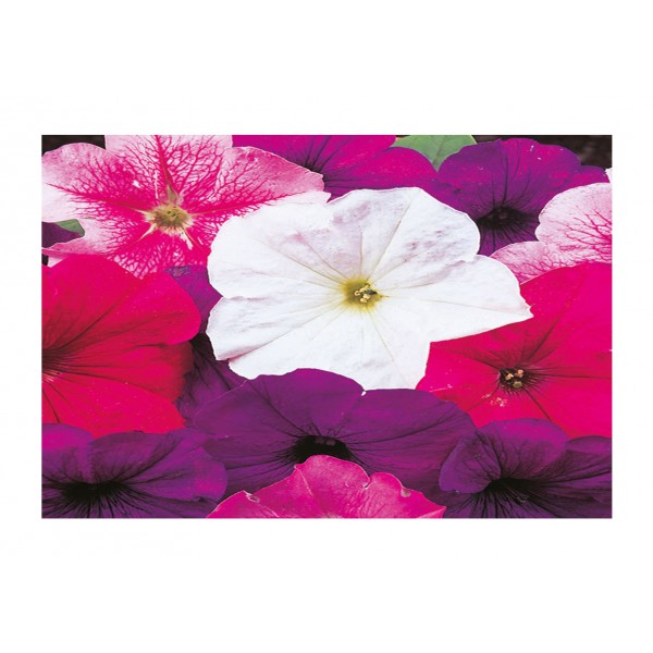 Kings Petunia Merlin Mixed F1