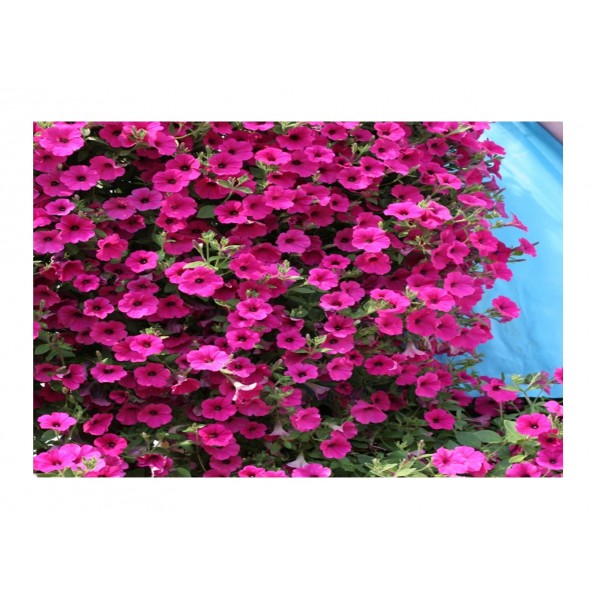 Kings Petunia Purple Velvet F1