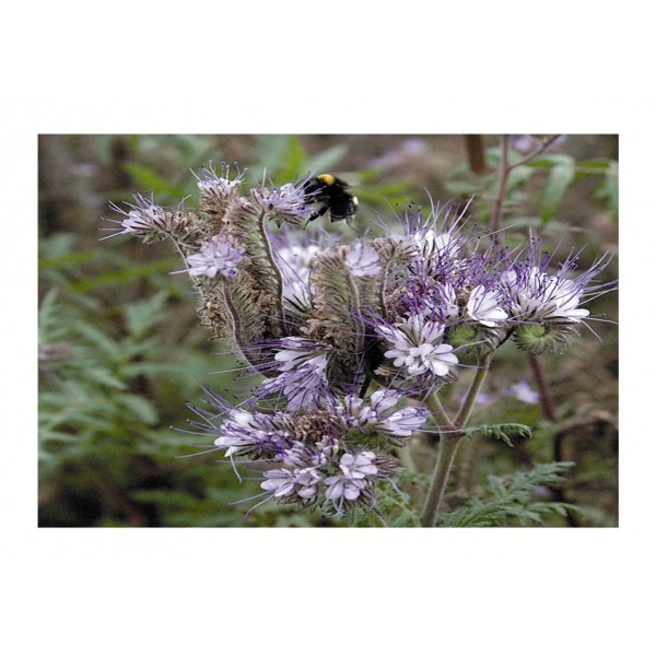 Kings Phacelia tanacetefolia