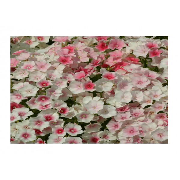 Kings Phlox drummondii Blushing Bride