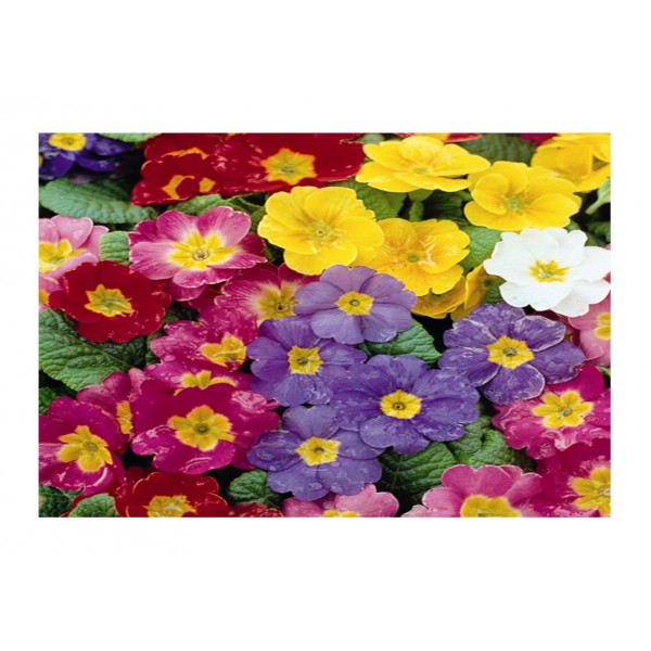 Kings Polyanthus Pacific Giants F1