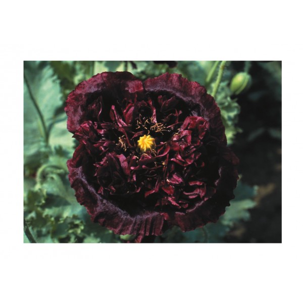 Kings Poppy  Black Peony