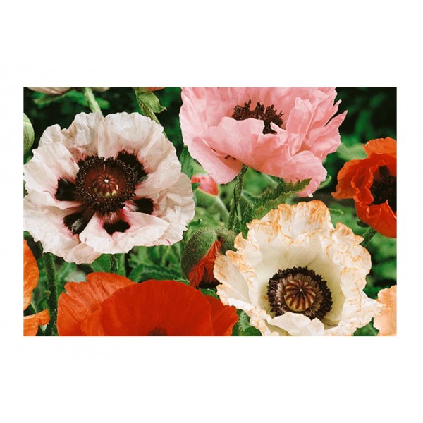 Kings Poppy New Hybrids Mixed - Papaver Orientale