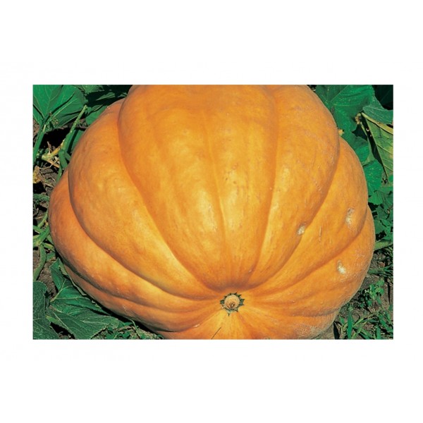 Kings Pumpkin Dills Atlantic Giant