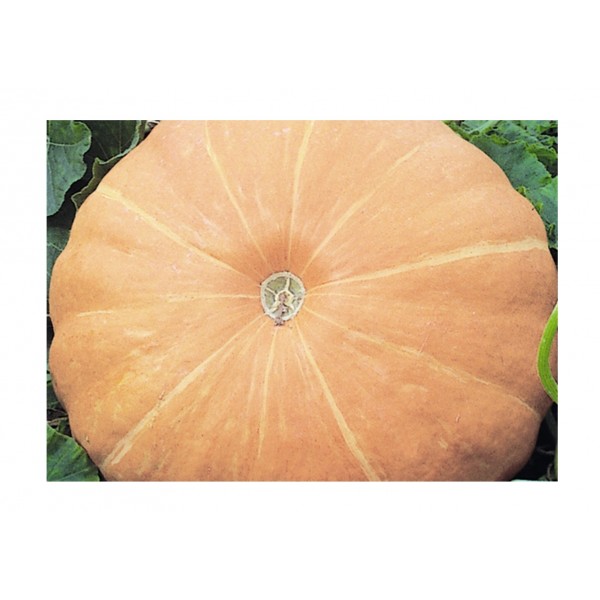 Kings Pumpkin Hundredweight