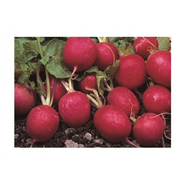 Kings Radish Cherry Belle