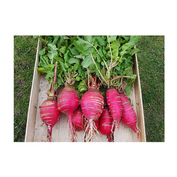 Kings Radish China Rose