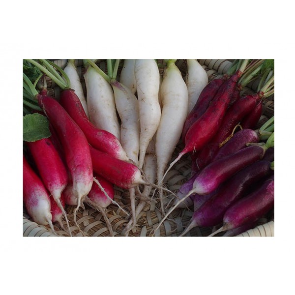 Kings Radish Multicoloured Breakfast Mixed