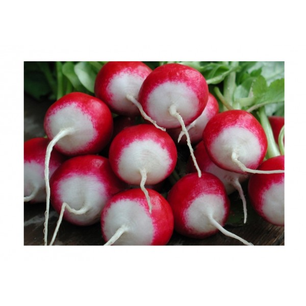 Kings Radish Poloneza