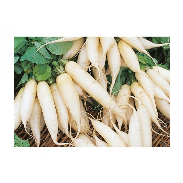 Kings Radish White Icicle