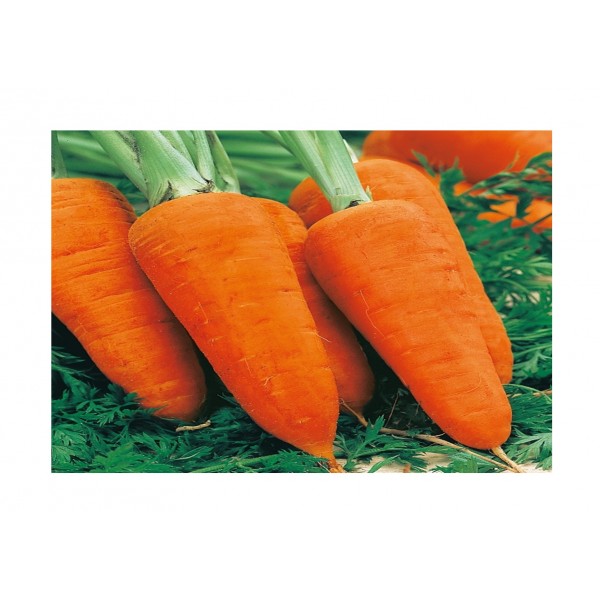 Kings Carrot Chantenay Red Cored