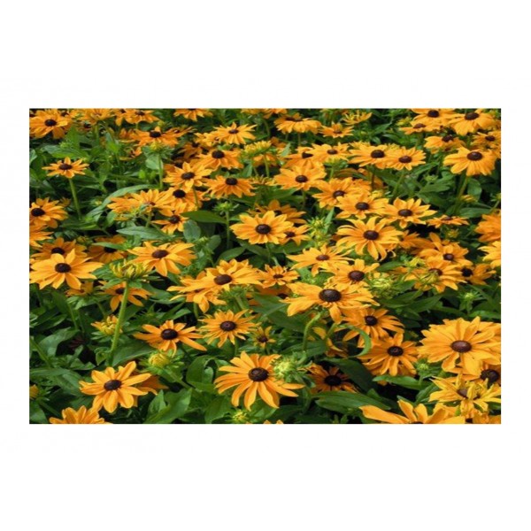 Kings Rudbeckia Marmalade