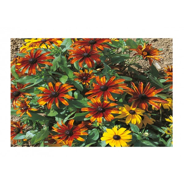 Kings Rudbeckia Rustic Dwarf Mixed