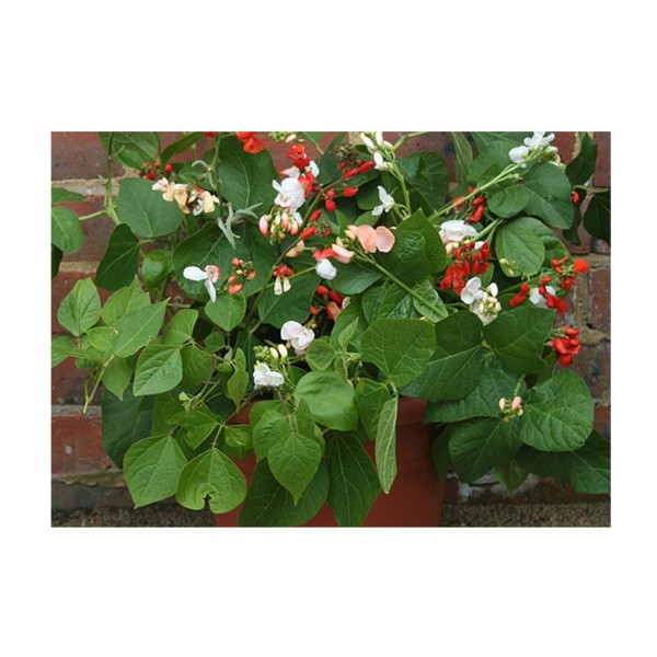 Kings Runner Bean Jackpot Mixed