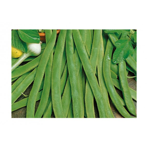 Kings Runner Bean Lady Di