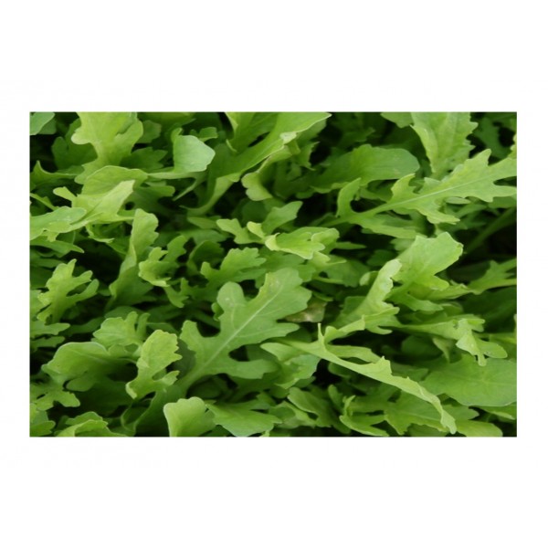 Kings Salad Leaf Astra