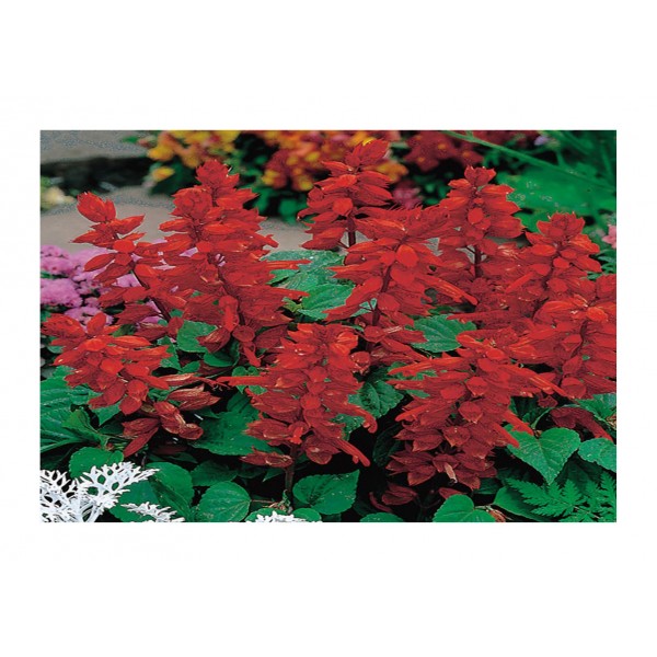 Kings Salvia Blaze Of Fire