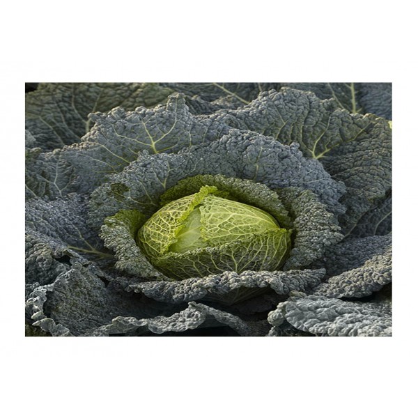 Kings Cabbage Savoy Resolution F1