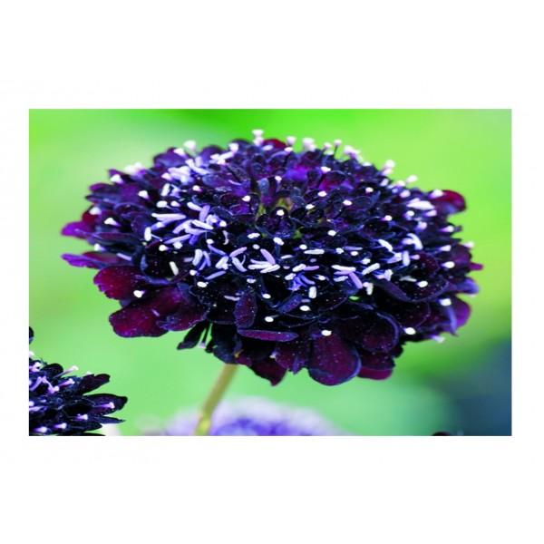 Kings Scabiosa Atropurpurea Black Knight