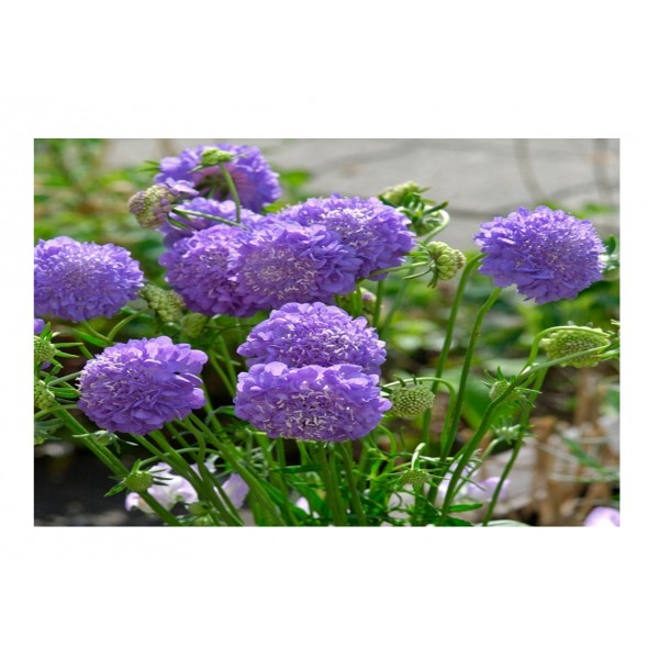 Kings Scabiosa Atropurpurea Oxford Blue